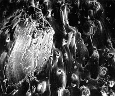 竹スペラン表面の電子顕微鏡125倍映像